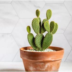How to Grow and Care for the Bunny Ear Cactus