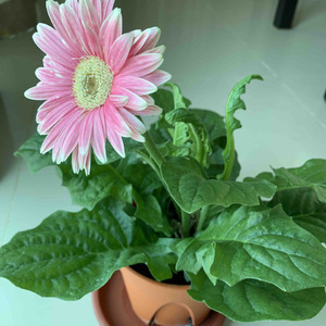 Gerbera Daisy growing new leaves but not blooming new flowers yet.