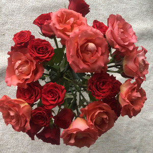 切花-红玫瑰
第一天
小的红玫瑰，不知道具体品种，挺正的红色。花小，花瓣中等厚度，不是软妹，花型紧凑，多重，今天有些开放了。杆子细，有点倒伏。刺少，无香味。