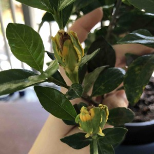 Gardenia Jubilation has these yellow buds that are hard to the touch. These buds stayed like this and never bloomed in three week. This gardenia also has leaves with Yellow spots. I gave it slow release fertilizer with 10N-18P-9K a few says ago in hopes to make these buds bloom but nothing happed. It also has normal blooms like once a day and most leaves are still uniformally green. Should i just trimm off the bad buds?