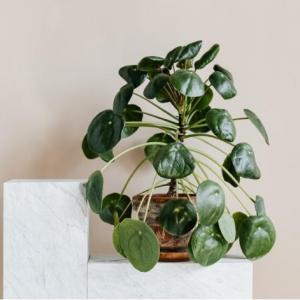 How to Grow Pilea Peperomioides