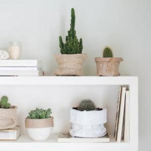 How to Grow Indoor Cactus
