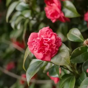 How to Grow Camellia