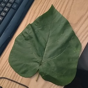 Can anyone identify this leaf? It is growing on the edge of a creek. It's a tree.
