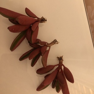 红背椒草190426（15.8）多肉植物