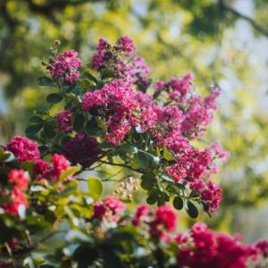How to Grow and Care for Acoma Crape Myrtle