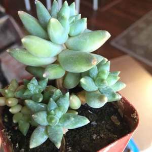 Please help me ID. At first I thought it may be a burrow’s tail (sedum morganianum) but after looking more realized it was a quite different. I have had this for about a year now  Thanks in advance :))