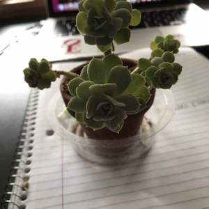 What succulent is this