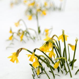 12 Best Colorful Winter Flowers for Your Garden