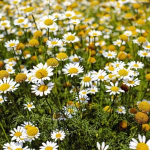 How to Grow and Care For Chamomile