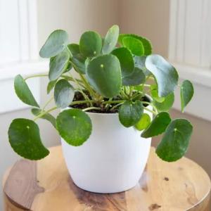How to Grow and Care for Chinese Money Plant