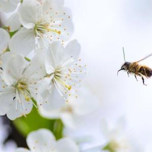 The impact of gardening on biodiversity and attracting pollinators