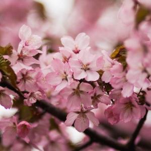 How to Grow Yoshino Cherry Trees