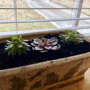 Hi all! I would love some help identifying my plant babies please!