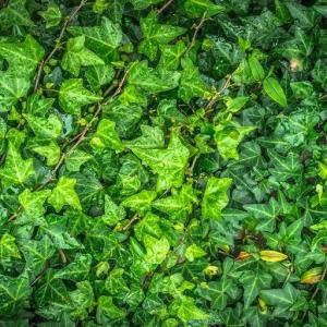 How to Grow and Care for Tree Ivy