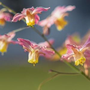 How to Grow and Care for Epimedium