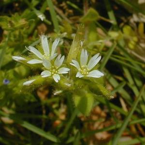Glomerate Mouse-Eared Chickweed