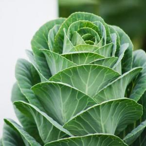 How to Grow and Care for Collard Greens
