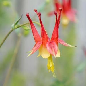 How to Grow and Care for Columbine