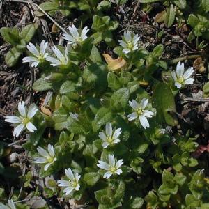 Small Mouse-Eared Chickweed