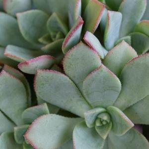 How to Grow and Care for Peacock Echeveria