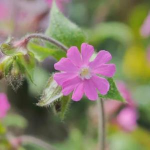 How to Grow Red Campion