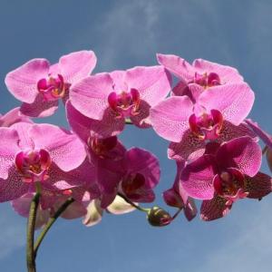 How to Revive an Orchid