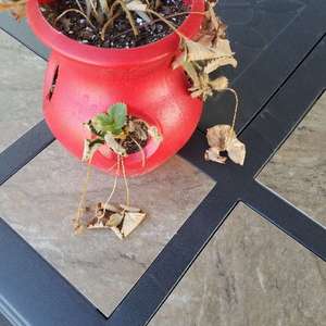 Strawberry plant in small container nearly dead