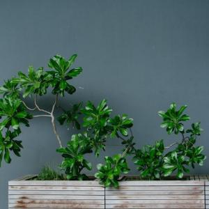 How To Keep Indoor Plants Happy