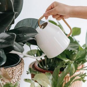 The Best Ways To Boost Your Houseplants: How To Make Them Thrive