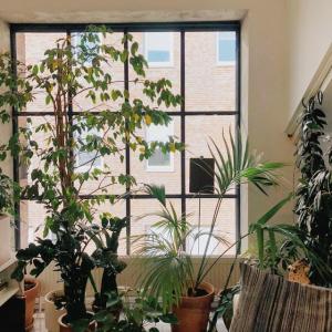 Growing Tall Indoor Plants: Using Tree-Like Indoor plants As Focal Points
