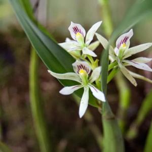 How to Care For Encyclia Orchids