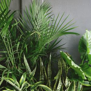 Indoor Plant Growing: The Advantages Of Houseplants