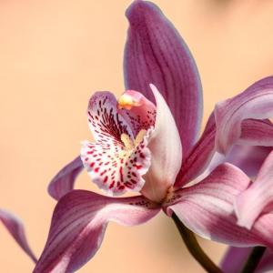 Choosing the Best Growing Material for Orchids