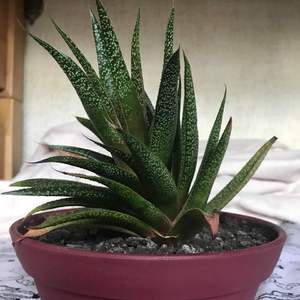 ID Help Please !! I have this haworthia looking succ. and I cannot tell if it is a gasteria carinata or a gasteraloe (or another type of haworthia) I would be so grateful for an ID of this plant since the roots seem to be dying. I have had this one for over 2-3 years and I would be so devastated to see it die. The second pic is the plant as a baby. Thanks !