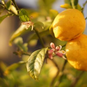 How to Grow Lemon-Part 1