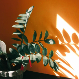 How to Figure Out How Much Sunlight Plants Need