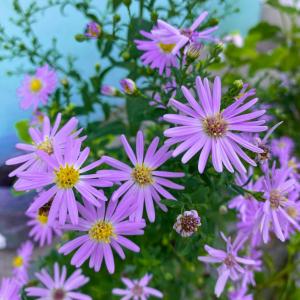 10 Best Fall Plants and Flowers to Beautify Your Yard This Season