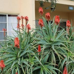 Succulent maintenance： Aloe arborescens