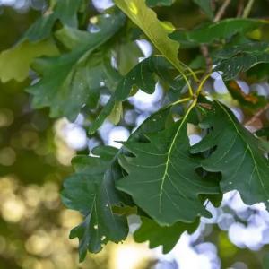 How to Grow and Care for Bur Oak