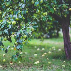 Backyard Orchard Planning: Selecting, Planting, and Caring For Fruit Trees