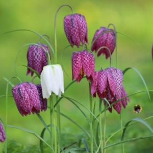 15 Best Early Spring Flowers to Plant in Your Garden