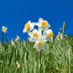 Best Low-Maintenance Flowers for Garden
