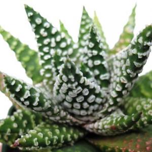 Succulent maintenance：Haworthia pumila