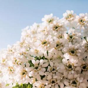 How to Grow Candytuft
