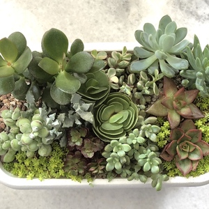 Did a combination pot of my loose individual succulents. Its surprising how much space you save when doing such arrangements.