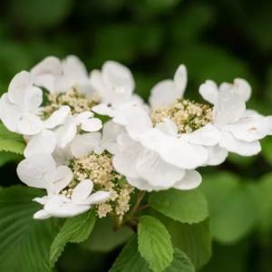 How to Grow and Care for Climbing Hydrangea