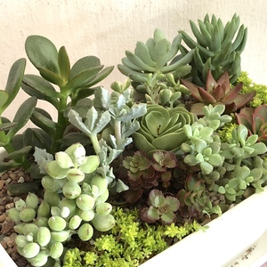 Did a combination pot of my loose individual succulents. Its surprising how much space you save when doing such arrangements.