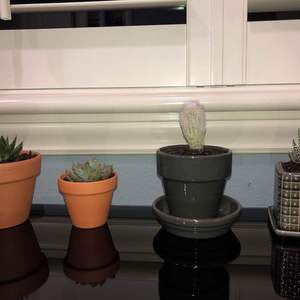 Just bought 4 new cacti/succulents!