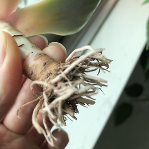 小柳妹妹的巨型药锦。不过半月，叶片开始脱落。扒出来，根和茎还算健康。茎虽然很水，但还蛮粗。试着抢救一下～